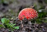 Amanita muscaria Reducc.jpg